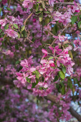 Flowering crab apple (Malus)
