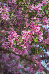 Flowering crab apple (Malus)