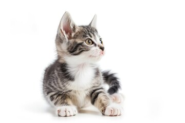 Obraz premium Kitten Studio. Adorable Grey Cat Sitting Isolated on White Background