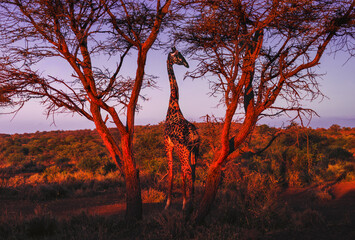 One giraffe between the trees in National park Amboseli - Kenya