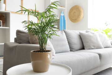 Houseplant on table in interior of living room