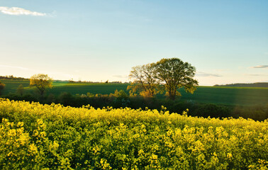 Obraz premium Sun shining trees and and rapeseed flowers in a field near Lohnsfeld, Germany on a spring evening.