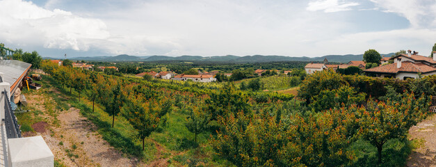 vineyard in region