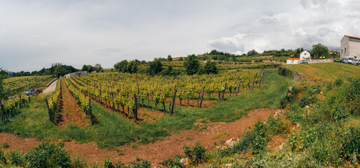 vineyard in region