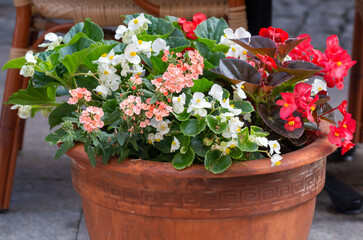 Verious flowers in a pot, Belgrade, Serbia