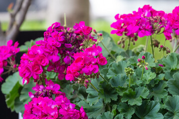 Obraz premium Geranium flowers in Belgrade, Serbia