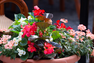 Verious flowers in a pot, Belgrade, Serbia