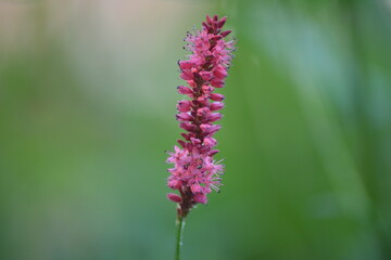 Vertikale lila Blütenähre-Eleganz der Wildnis