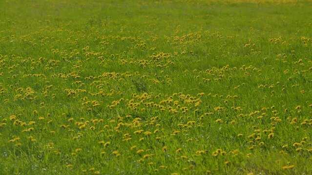 Green Field With Yellow Dandelions Sways In Wind. Wind Sways In Bright Green Grass. Colorful Background Template.