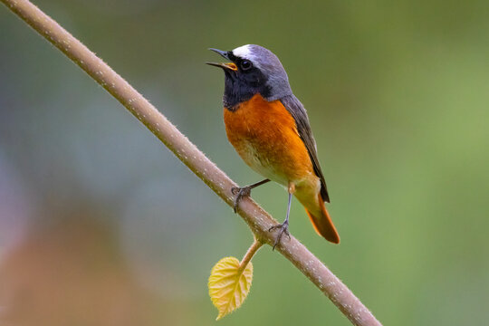 The common redstart (Phoenicurus phoenicurus) or often simply redstart, is a small passerine bird in the genus Phoenicurus.