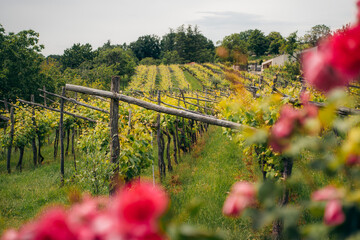 vineyard in autumn