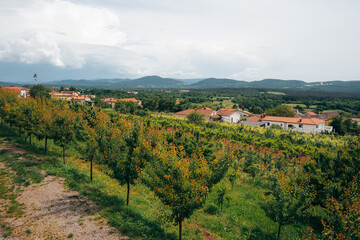 vineyard in region
