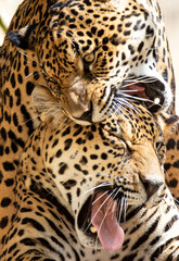 Picturesque scene of two jaguars playing in closeup