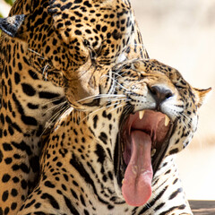 Picturesque scene of two jaguars playing in closeup © Adilson