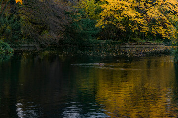 photographs of landscapes and nature with trees