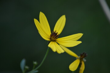 Obraz premium Gelbe Schmetterlingsblume auf dunklem Hintergrund-Tanz der Blütenblätter