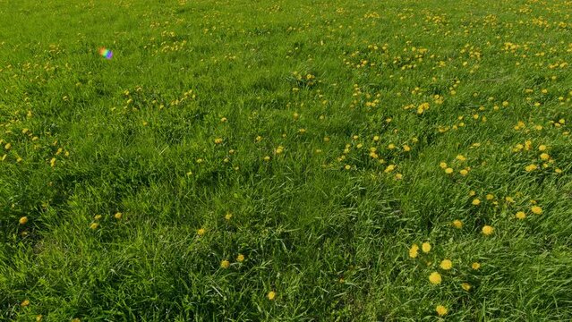 Green Field With Yellow Dandelions Sways In Wind. Wind Sways In Bright Green Grass. Colorful Background Template.
