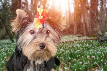 Fluffy Dog among flowers in forest