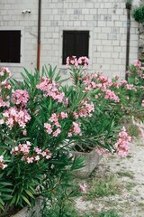 Pink flowers on the porch
