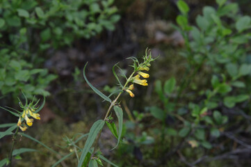 Mariannik meadow flower.