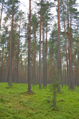 Fototapeta premium Pine forest at summer day.