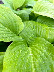 Obraz premium Fresh green leaves of host plant after rain with water drops. Botanical leaf nature background. Poster, postcard. Copy space
