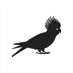 black and white parrot