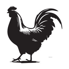 rooster isolated on white