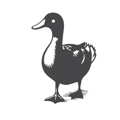 duck isolated on white background