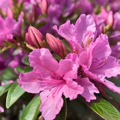 pink flowers in the garden