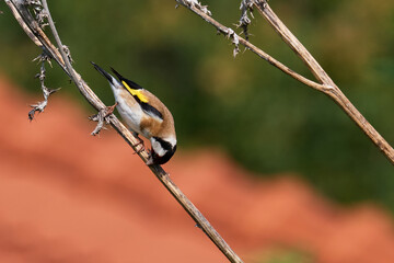 European goldfinch bird sitting on a branch (Carduelis carduelis)