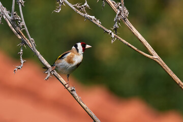 European goldfinch bird sitting on a branch (Carduelis carduelis)