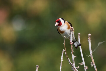 European goldfinch bird sitting on a branch (Carduelis carduelis)