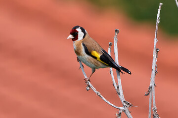 Fototapeta premium European goldfinch sitting on a branch (Carduelis carduelis)