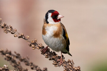 European goldfinch bird sitting on a branch (Carduelis carduelis)