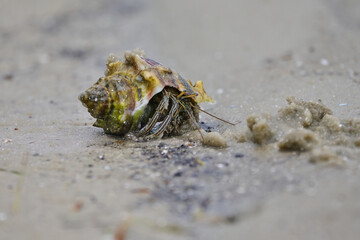 Hermit Crab in the sand 