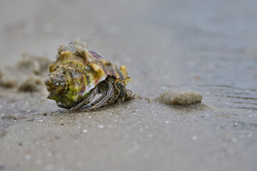 Hermit Crab in the sand 