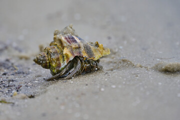 Hermit Crab in the sand 