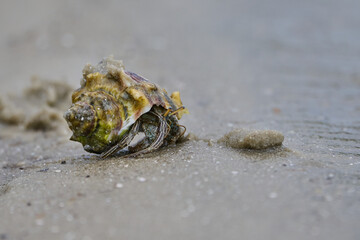 Hermit Crab in the sand 