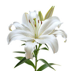 Beautiful close-up of a white lily flower in full bloom, isolated on white background, transparent background