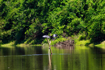 Aninga del rio yacuma