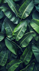 Lush Green Tropical Leaves Close Up in Daylight