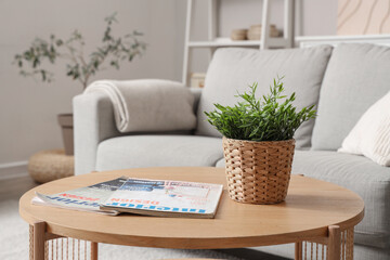 Plant with magazines on wooden table in living room, closeup
