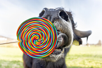 Funny close-up of a yak cow bull licking on a lollipop