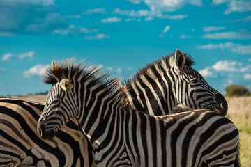 Two zebra side profiles