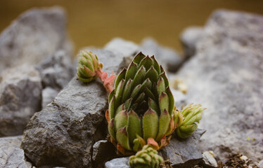 Sempervivum ruthenicum plant rosette is growing in a rock garden. Young succulent plants grow on...