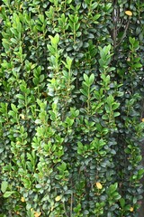 Ilex crenata 'Sky Pencil' tree. Aquifoliaceae evergreen tree. A Japanese cultivar of boxwood. Its branches grow straight like a broom and are used as a hedge.