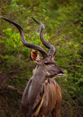 Large male kudu side profile with horns