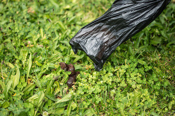 Closeup of hand with plastic bag picking up dog feces from grass ground