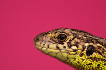 Sand lizard (Lacerta agilis) © Kuba